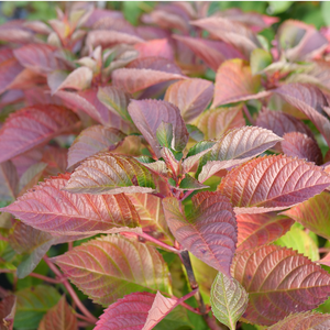 'Let's Dance Lovable' Bigleaf Hydrangea