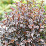 SUMMER WINE Black Ninebark shrub with dark purple leaves