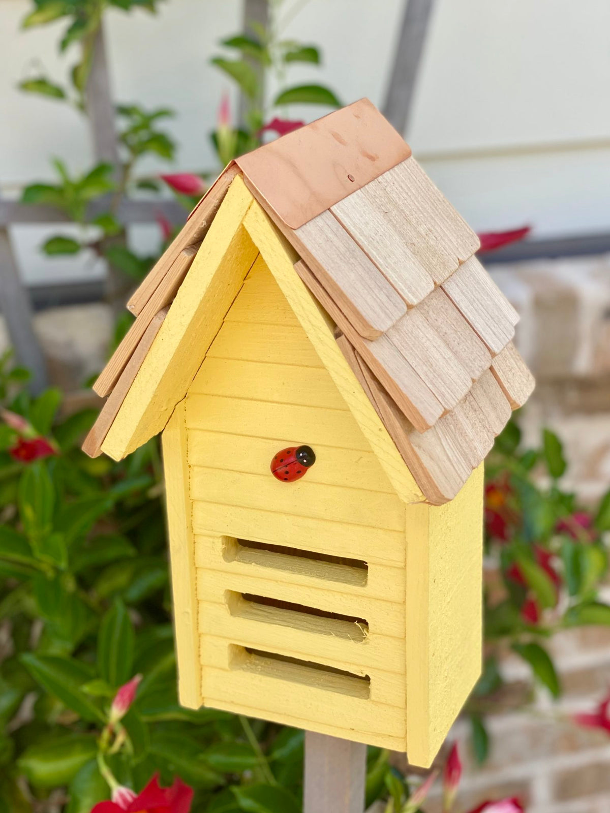 Lady Bug Loft plant in a pot with leafy green foliage