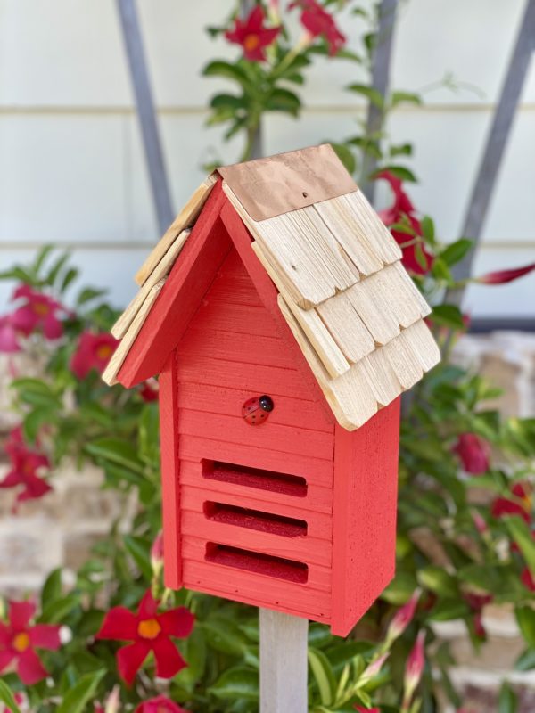 Lady Bug Loft plant in a pot with red flowers