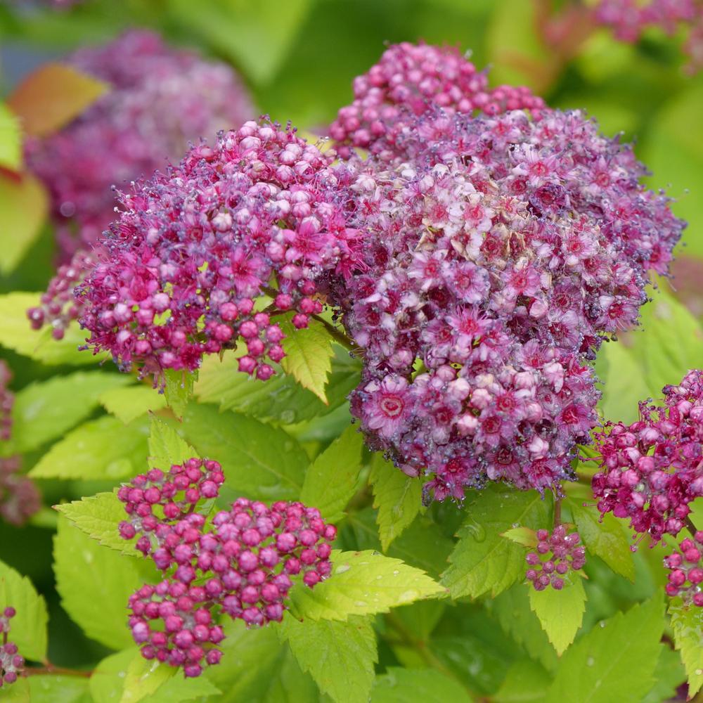 Double Play Dolly spirea in a nursery pot