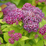 Double Play Dolly spirea in a nursery pot