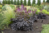 Astilbe Dark Side of the Moon with dark foliage and pink blooms