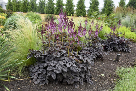 Astilbe Dark Side of the Moon with dark foliage and pink blooms