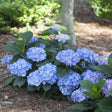 Let’s Dance Blue Jangles hydrangea in bloom with blue flowers