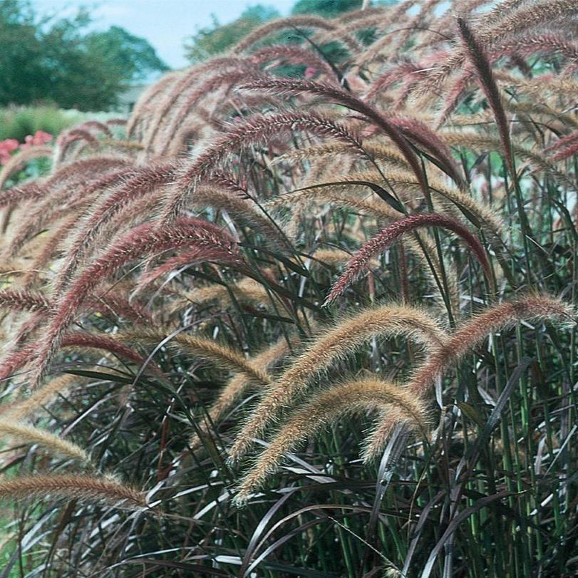 Purple fountain grass in a nursery pot, with arching purple leaves