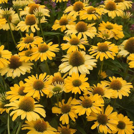 Yellow My Darling coneflower with yellow blooms in a pot