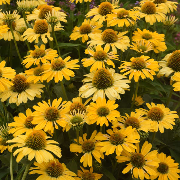 Yellow My Darling coneflower with yellow blooms in a pot