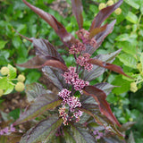 Pearl Glam beautyberry shrub with purple berries