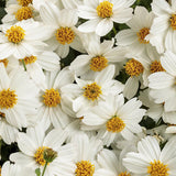 Bidens Campfire Marshmallow in a pot, white flowers