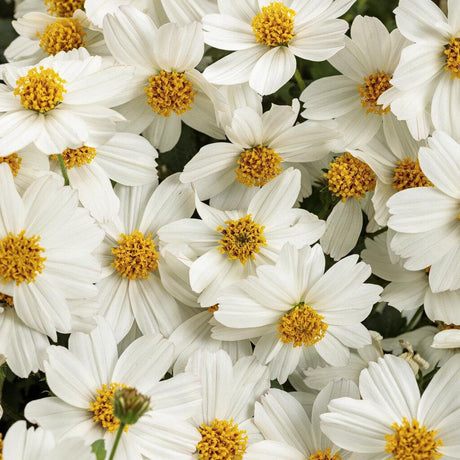 Bidens Campfire Marshmallow in a pot, white flowers