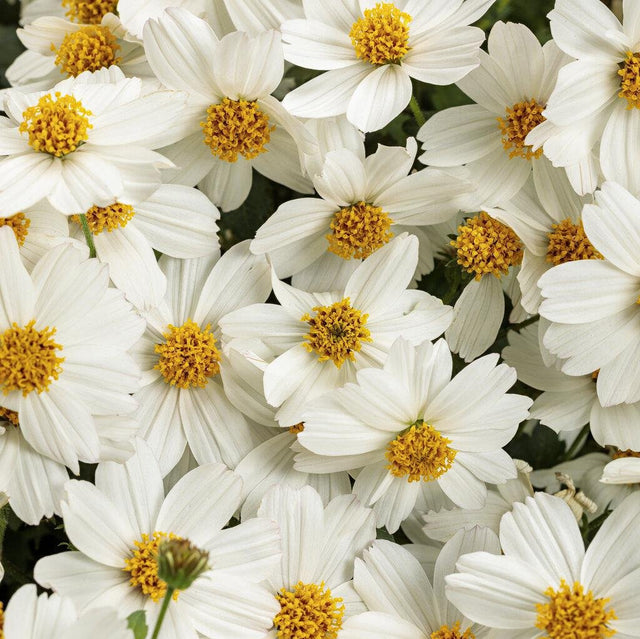 Bidens Campfire Marshmallow in a pot, white flowers
