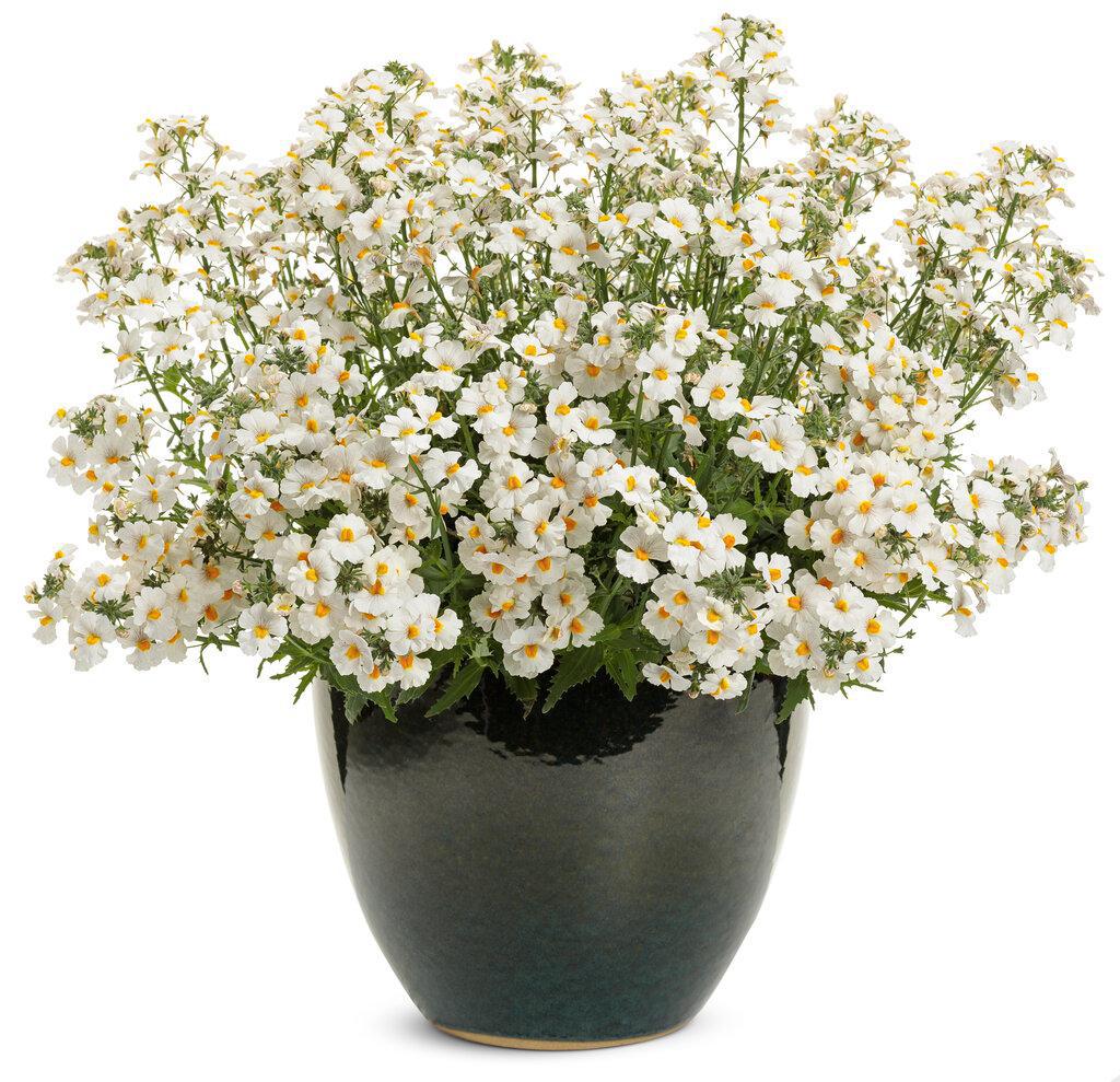 Sunsatia Coconut Nemesia in a pot with white flowers