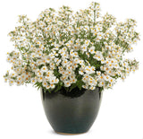 Sunsatia Coconut Nemesia in a pot with white flowers