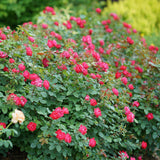 Oso Easy Double Red rose with red blooms in a pot