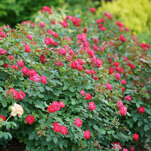 'Oso Easy Double Red' Rose