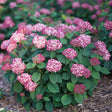Invincibelle® Ruby Smooth hydrangea with pink blooms in a pot