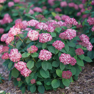 Invincibelle® Ruby Smooth hydrangea with pink blooms in a pot