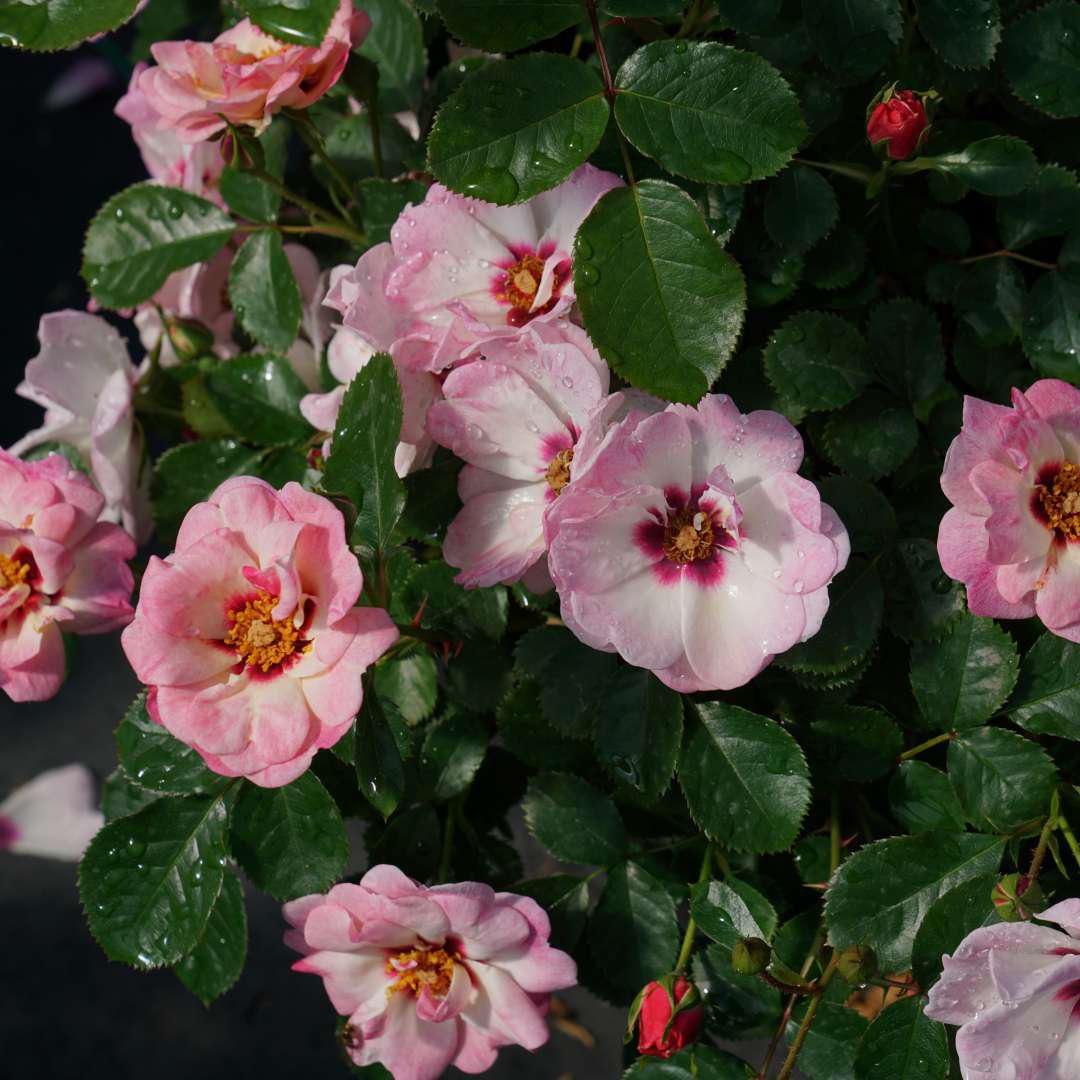 RINGO Double Pink rose with layered pink blooms in a pot