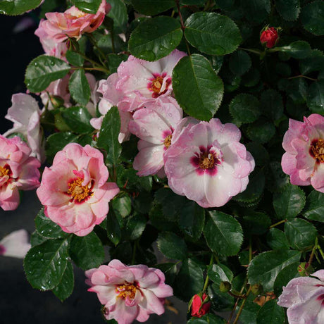 RINGO Double Pink rose with layered pink blooms in a pot