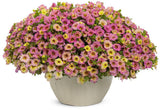 Superbells Magic Pink Lemonade calibrachoa in a pot