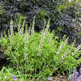 'Musical Duet' Baptisia | Creekside Champions™