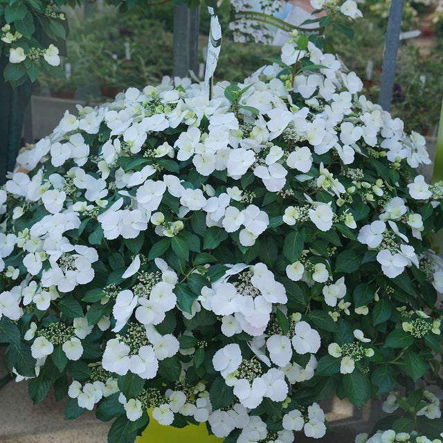 Fairytrail Bride® Cascade Hydrangea with white blooms in a pot