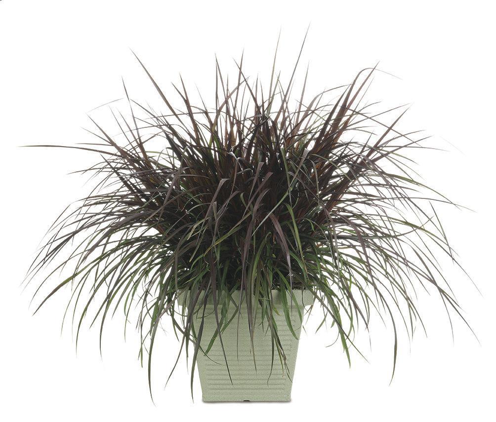 Purple fountain grass with arching burgundy leaves in a pot