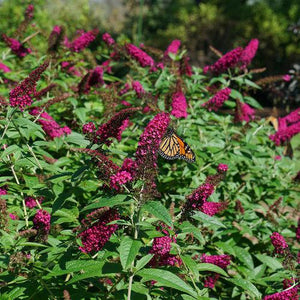 Miss Molly butterfly bush with purple flower spikes