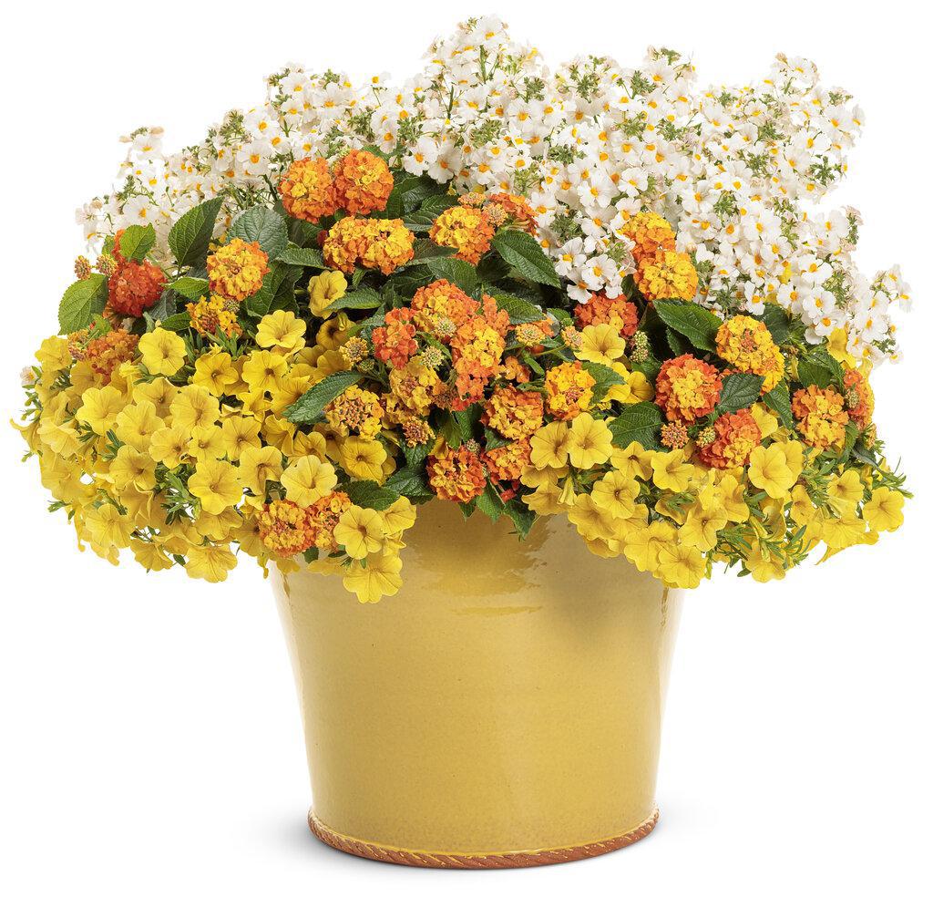 Luscious® Basket Tangelow® Lantana | Proven Winners® – Creekside
