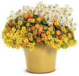 Lantana with orange-yellow blooms in a hanging basket