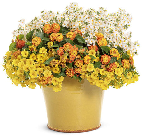 Lantana with orange-yellow blooms in a hanging basket