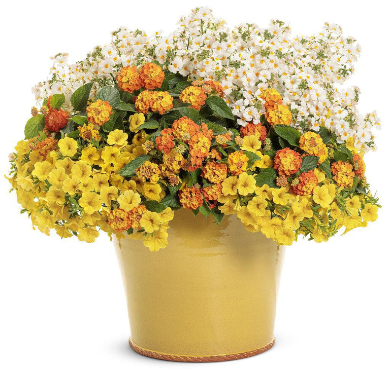 lantana hanging plant Luscious® Basket Tangelow® Lantana