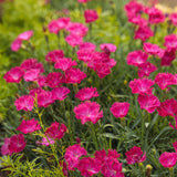 Magenta dianthus flowers in a nursery pot