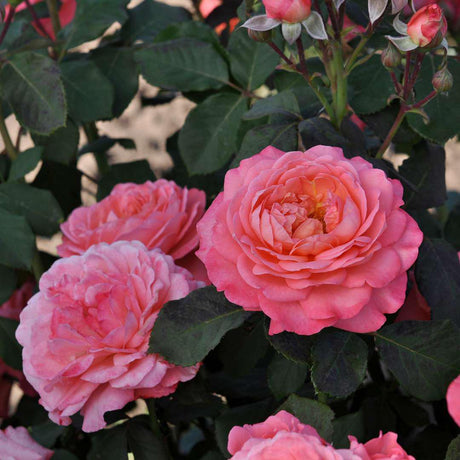 Coral rose with coral blooms and green foliage