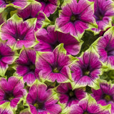 Supertunia Picasso in Purple petunia in a pot