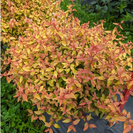 POCO LOCO Abelia in a nursery pot with green foliage
