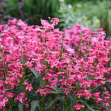 Bejeweled Pink Pearls bearded penstemon in bloom in a pot