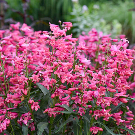 Bejeweled Pink Pearls bearded penstemon in bloom in a pot