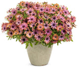 Bright Lights Horizon Sunset osteospermum with orange blooms in pot