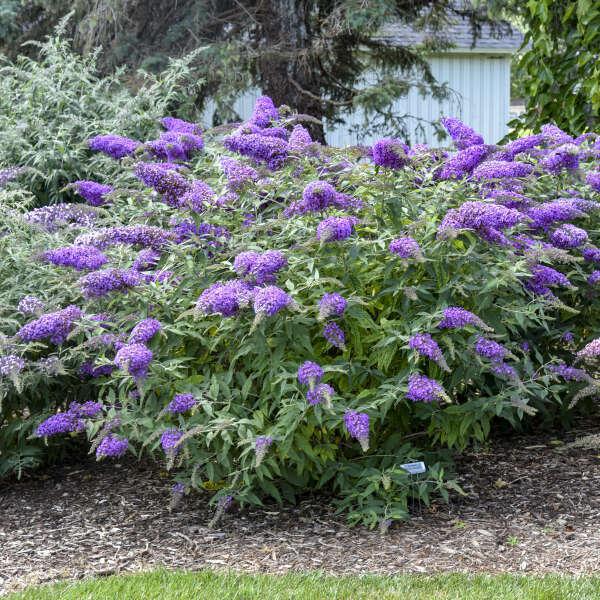 Violet Cascade buddleia with purple flower spikes in a pot