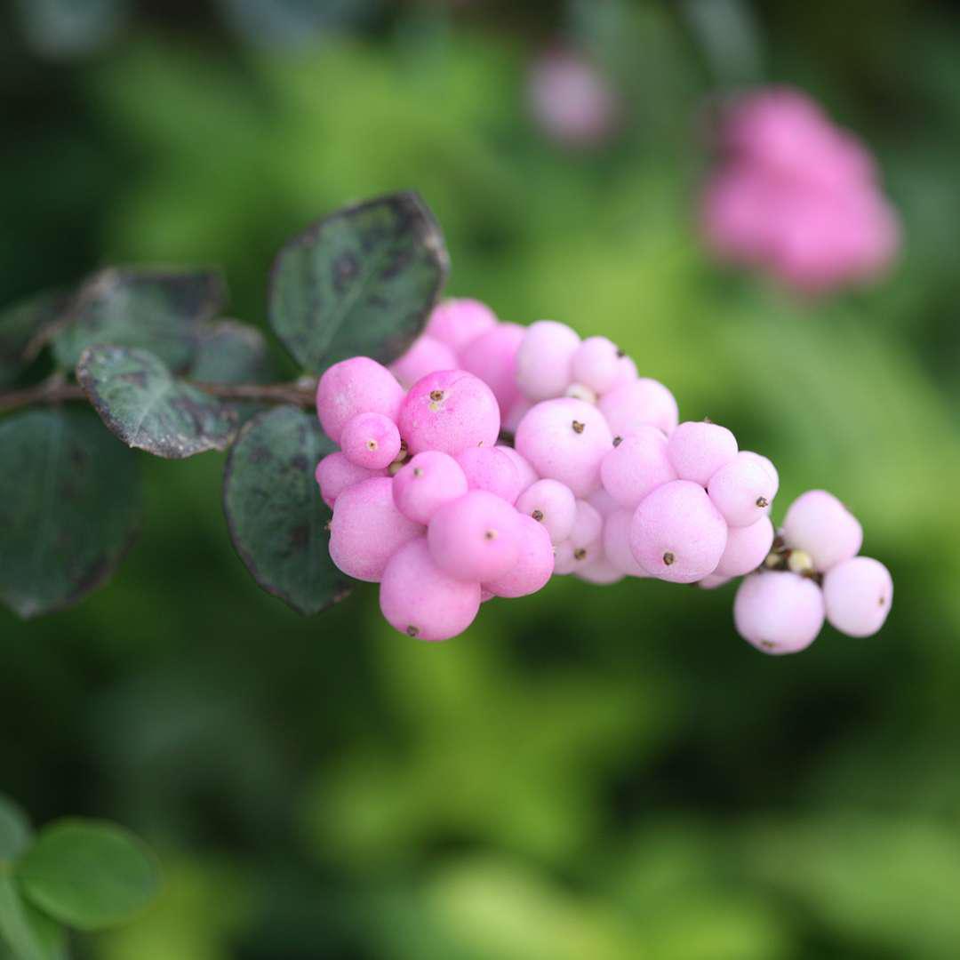 kamerian Māra　BERRY BERRY PINK ソフビ Coralberry | Order Online | Treeland Nursery