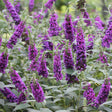 Miss Violet butterfly bush with purple flower spikes in pot