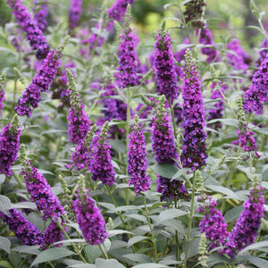 Miss Violet butterfly bush with purple flower spikes in pot