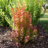 Sunjoy Orange Pillar barberry shrub with orange foliage