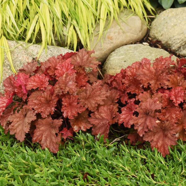 Primo Peachberry Ice heuchera in a nursery pot