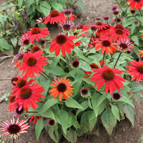 Sombrero Sangrita echinacea with pink flowers in a pot