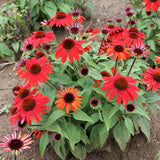 Sombrero Sangrita echinacea with pink flowers in a pot