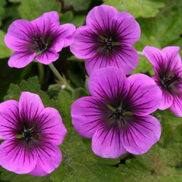 Perfect Storm geranium with blooms in a nursery pot