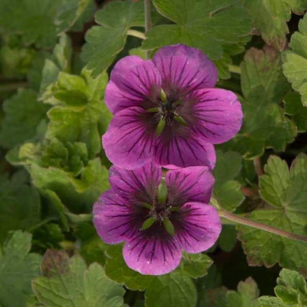 Perfect Storm geranium with pink flowers in a pot